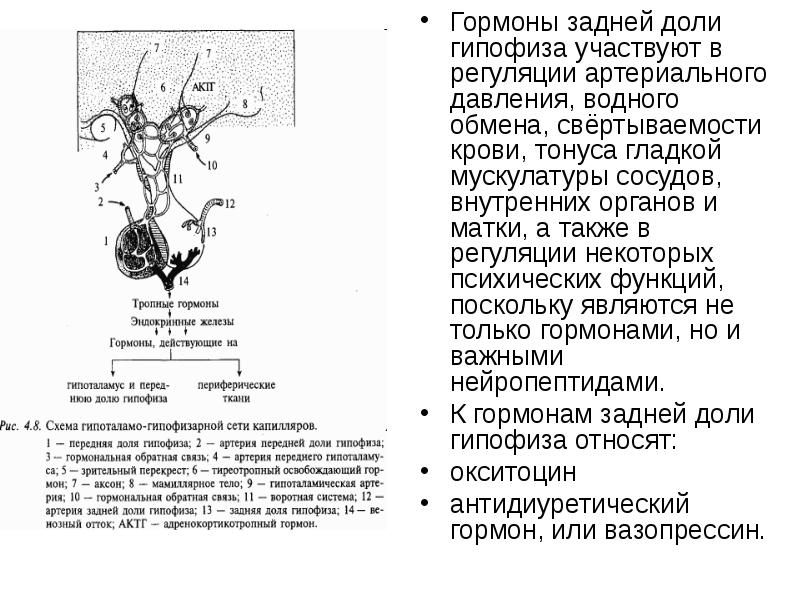 Гормоны задней доли гипофиза презентация