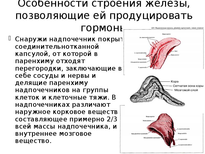 Структура железы