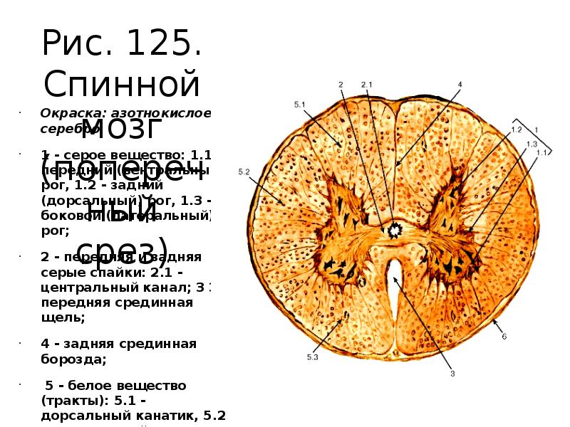 Поперечный срез спинного мозга рисунок с обозначениями