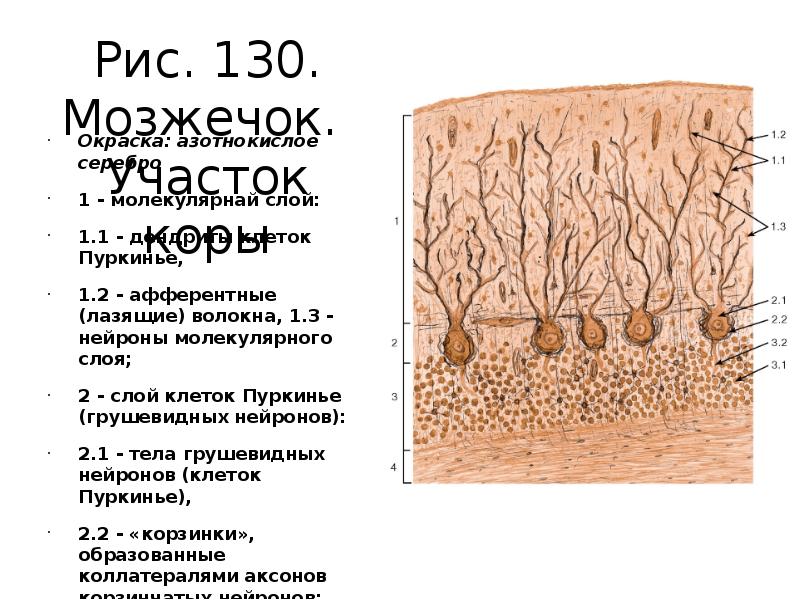 Кора мозжечка рисунок гистология