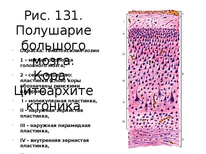 Полушария головного мозга гистология. Кора полушарий гистология. Кора головного мозга гистология препарат. Полушария головного мозга гистология. Кора полушарий головного мозга гистология.