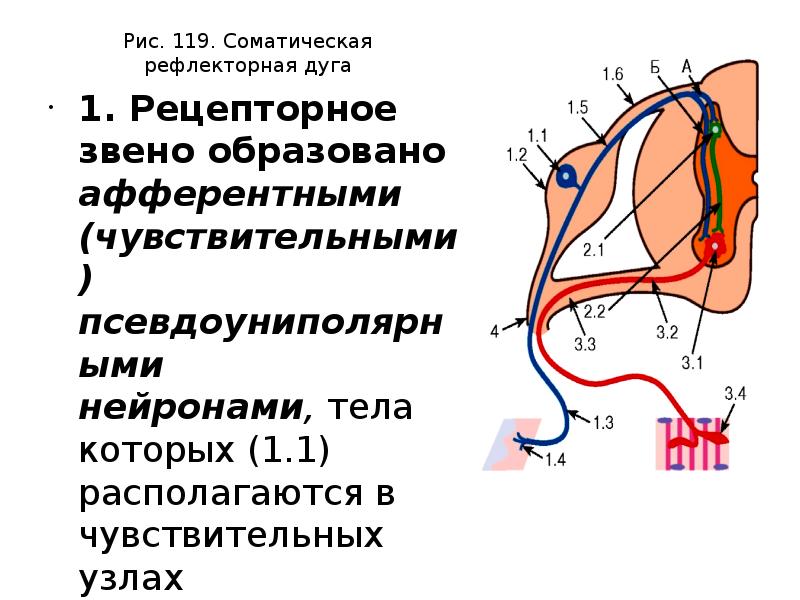 Звенья рефлекторной дуги. Соматическая рефлекторная дуга. Афферентное звено рефлекторной дуги. Звенья соматической рефлекторной дуги. Афферентное звено соматического рефлекса.