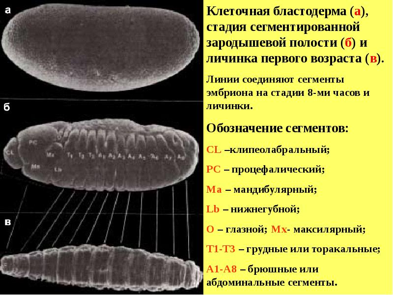 Дрозофилы 8 хромосом. Эмбрион дрозофилы. Бластодерма. Стадии эмбрионального развития дрозофилы. Дрозофила личинка 1 возраста.