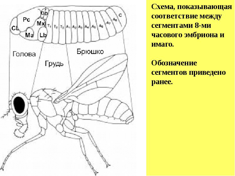 Обозначение сегментов. Сегменты голова грудь и брюшко. Имаго это у насекомых. Имаго дрозофилы строение. Голова грудь и брюшко на схеме.