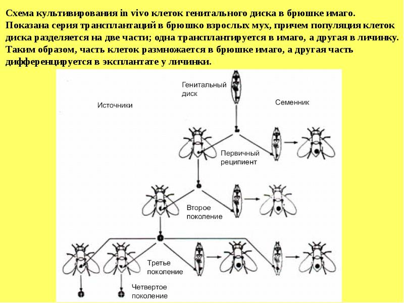 Гены развития дрозофилы