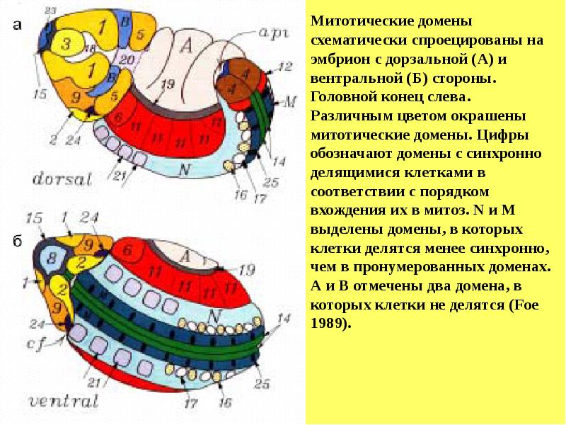 Гены развития дрозофилы