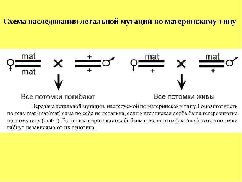 Схема наследования генов