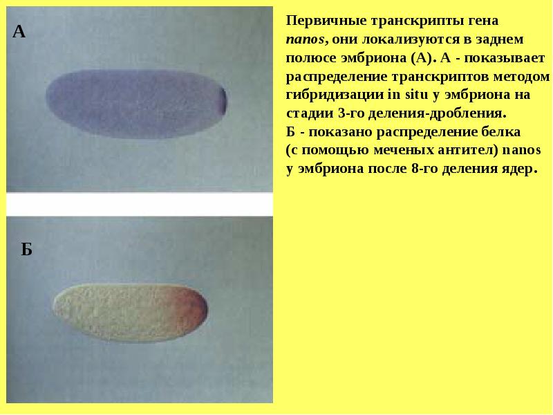 Гены развития дрозофилы