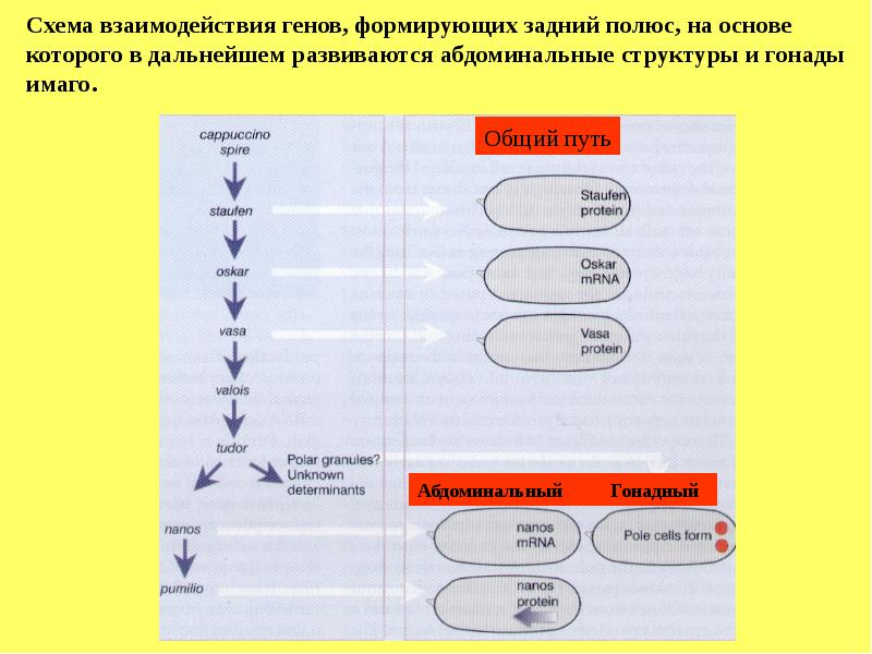 Ген развития. Взаимодействие генов схема. Схема регуляции генов развития дрозофилы. Ген формировка. Ген Nanos дрозофилы.