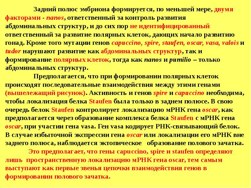 Ген развития. Гены доклад. Избирательная активность генов в развитии. Как формируется ген человека. Гены за формирования и развития речи.