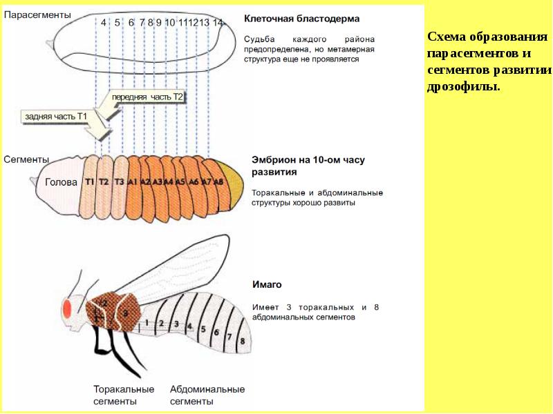 Дрозофила геном. Геном дрозофилы. Развитие дрозофилы. Дрозофила схема. Парасегменты это.