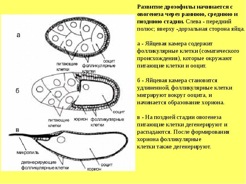 Клетки дрозофилы. Эмбриональное развитие дрозофилы. Эмбриогенез дрозофилы. Дегенерирующие клетки это. Созревание яйцеклетки дрозофилы.