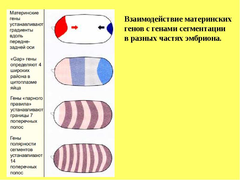 Гены развития дрозофилы