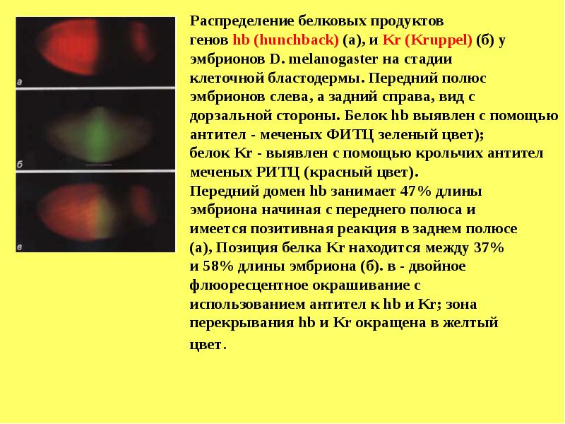 Гены развития дрозофилы