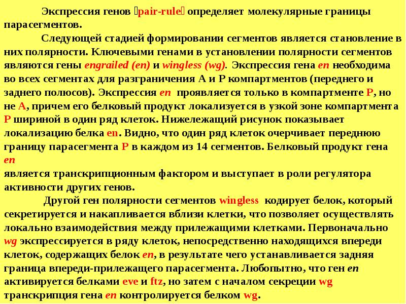 Дайте определение понятия ген - регуляторы развития. Искусственный синтез генов. Формирование генов. Организация комплекса генов bx. Гены материнского эффекта.