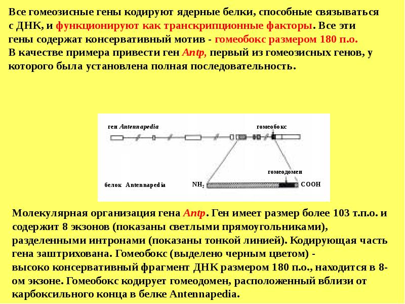 Фрагмент начала гена имеет. Гомеозисные гены. Кодирующая часть Гена. Что кодирует ген. Гены кодирующие белки.