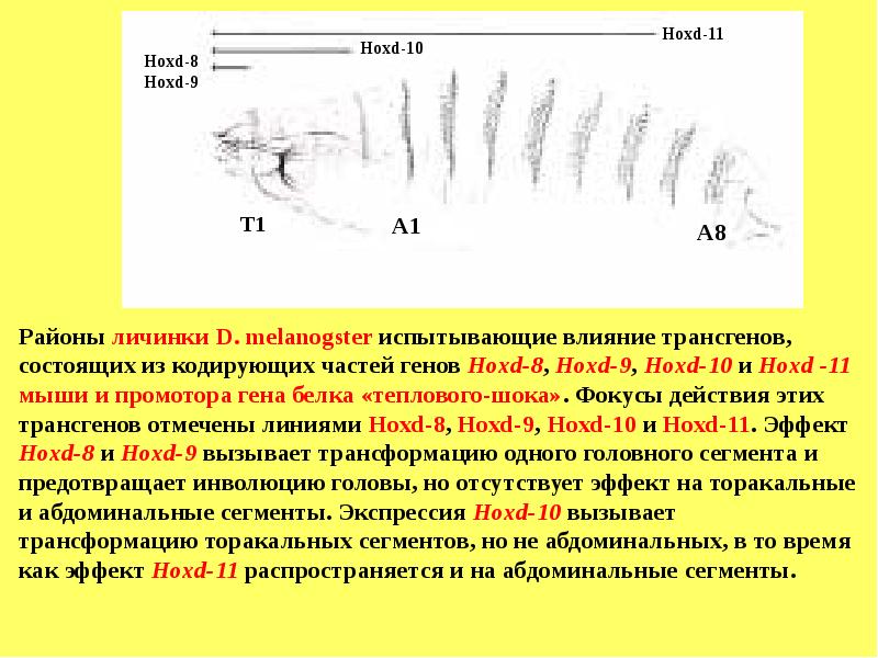 Гены развития дрозофилы