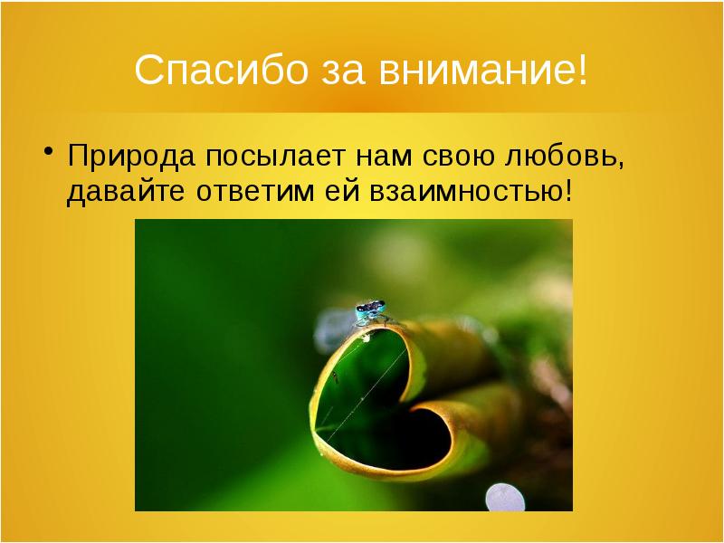 Спасибо за внимание берегите природу картинки для презентации