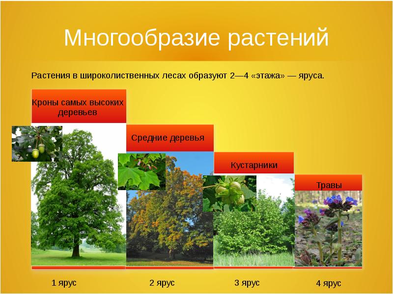 Широколиственных лесов презентация