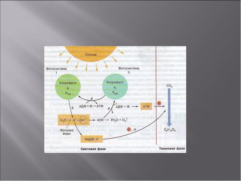 Фотолиз происходит в. Хлорофилл световая и темновая фаза. Хлорофилл темновая фаза. Механизм участия хлорофилла в фотосинтезе. Фотолиз воды световая или темновая фаза.