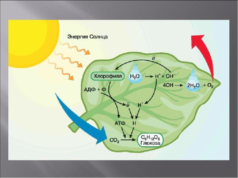 Биология схема фотосинтеза