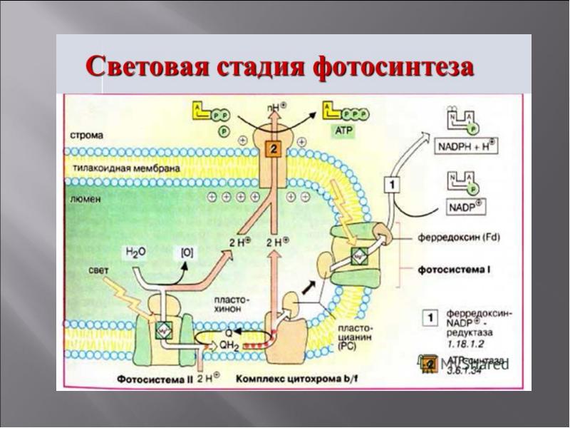 Фотосинтез презентация қазақша