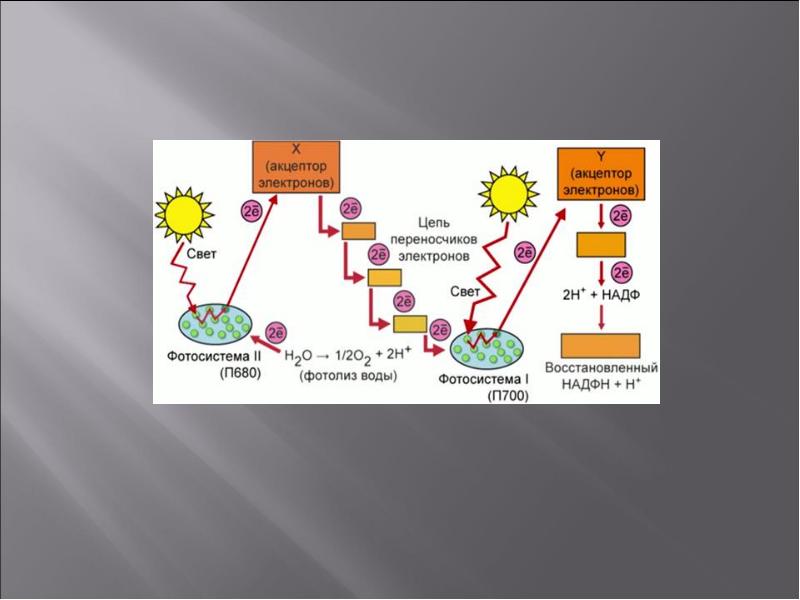 Фотолиз это. Электроны в фотосинтезе. Презентация фотосистемы. Акцептор электронов в фотосинтезе. Фотосистема 1 реакции.