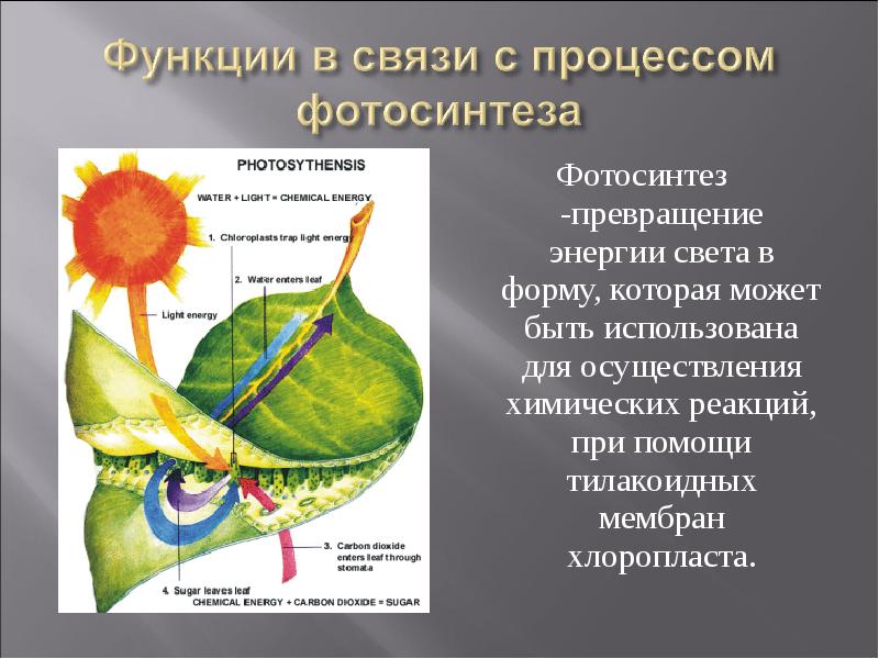 Преобразование энергии света при фотосинтезе схема