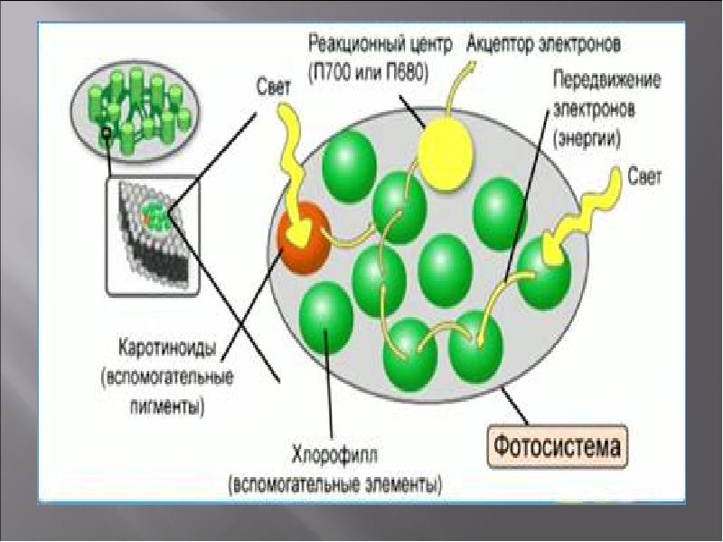 Реакционный центр фотосистемы