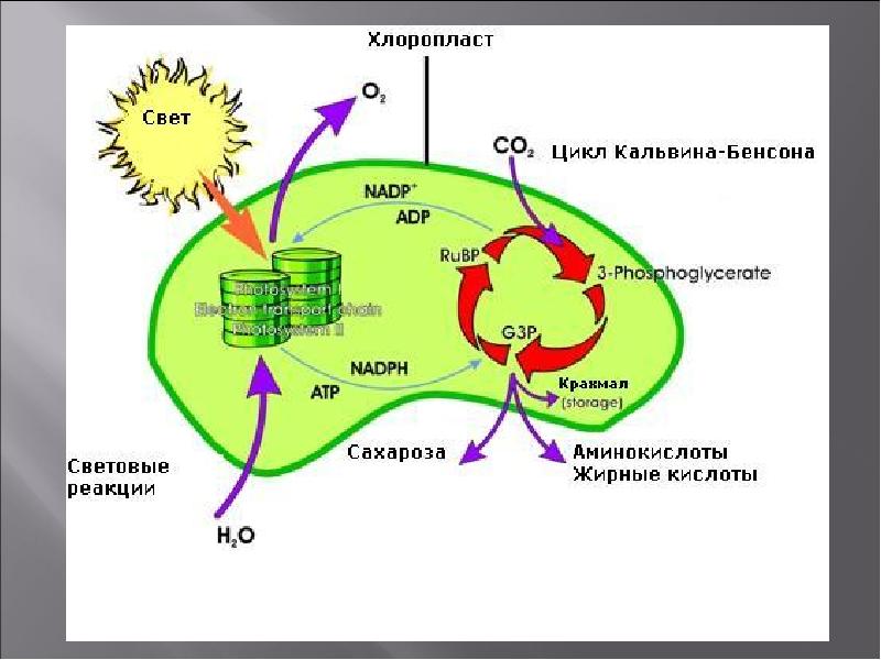 Атф и надф н. Схема фотосинтеза в хлоропласте. Схема процесса фотосинтеза строение хлоропласта. Процесс фотосинтеза в хлоропластах схема. Фотосинтез хлорофилл растений.