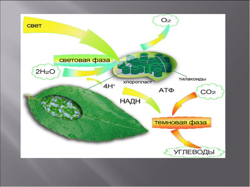 Схема хлоропласта фотосинтез