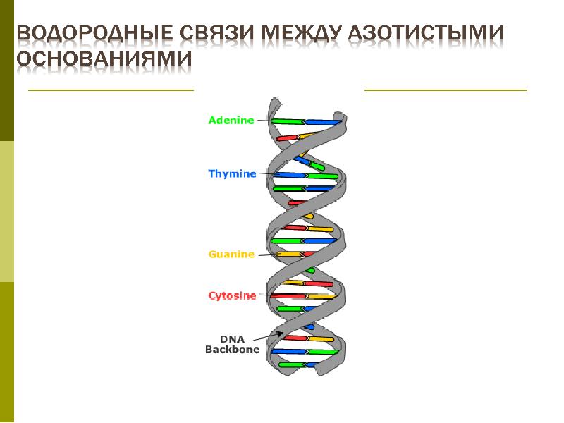 Водородные связи между цепями днк. Строение ДНК водородные связи. Водородные связи в молекуле ДНК. Водородные свчзи МВ ДНК. Соединение ДНК.