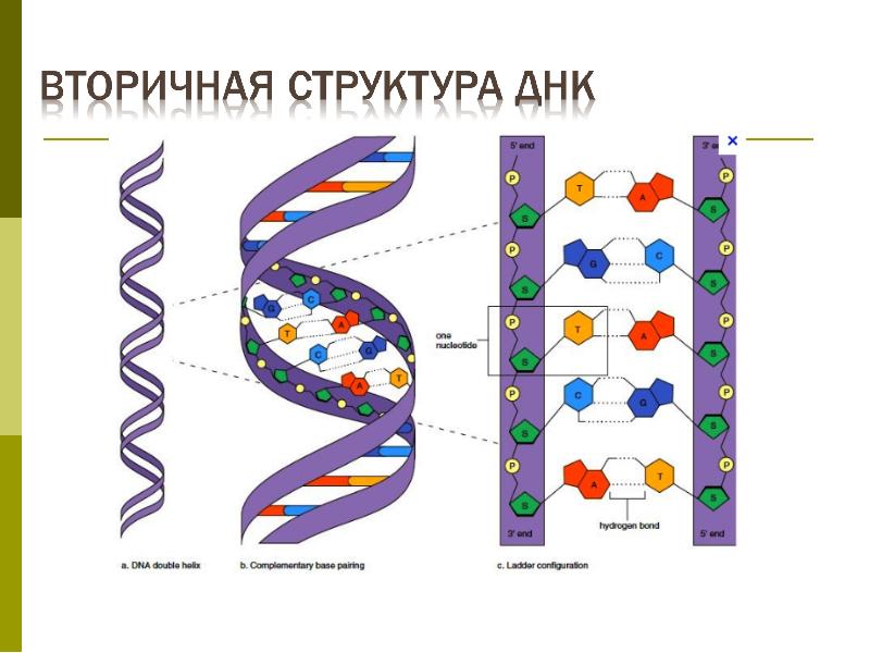 Схема первичной структуры днк