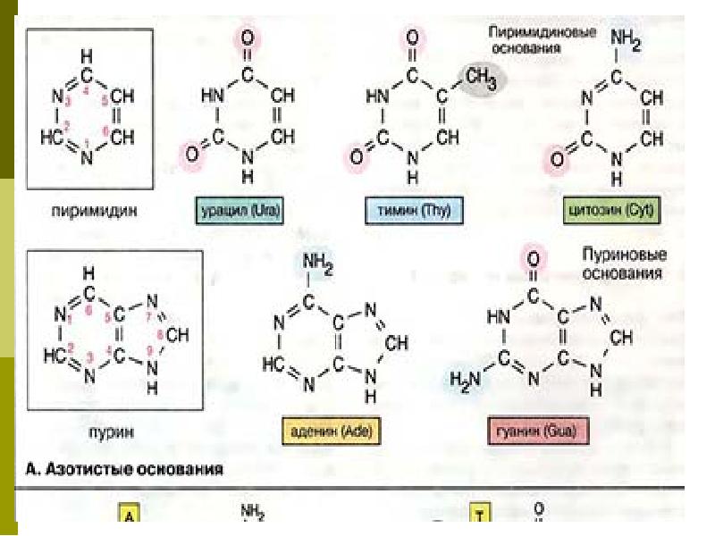 Замена аденина на тимин изменение плоидности клетки. Нуклеиновые кислоты аденин. Пуриновые азотистые основания. Роль азотистых оснований. Синтетические азотистые основания.
