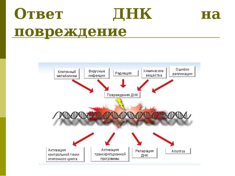 Ответ днк. Защита ДНК. ДНК ответ. Типы защиты ДНК. Защита от повреждения ДНК.