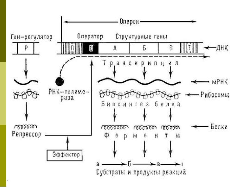 Регуляция биосинтеза белков у прокариот. Схема регуляции синтеза белка. Схема регуляции белкового синтеза у эукариот. Схема регуляции синтеза белка у эукариот. Схема регуляции синтеза белка у прокариот.
