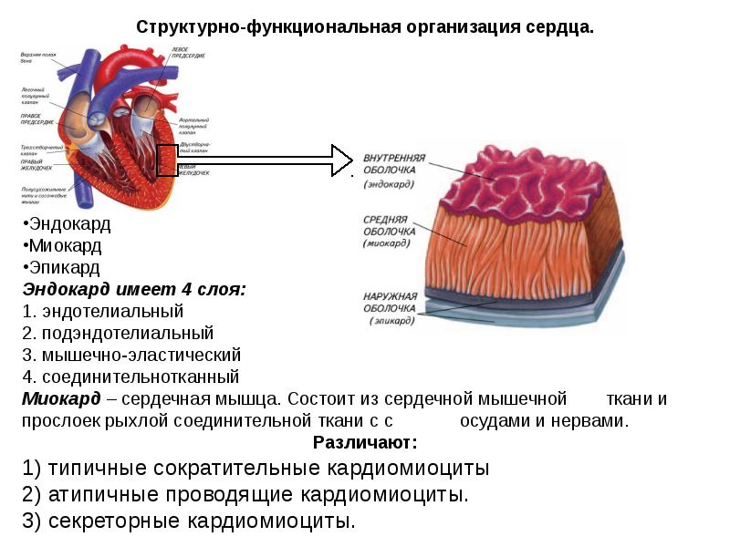 Сердечная мышца картинка