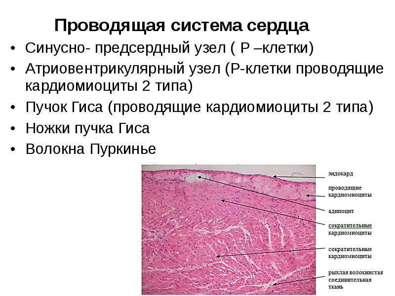 Сердечно сосудистая система гистология презентация