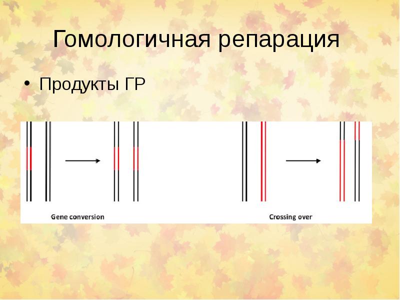 Гомологичная репарация. Система гомологичной репарации. Гомологичная разность.