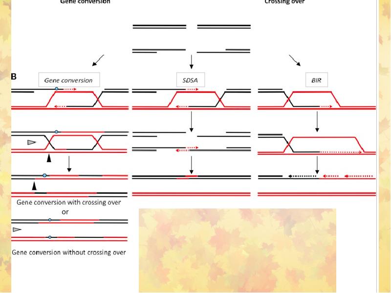 Репарация границ. Сос репарация. Gene Conversion. Смэтч репарация.