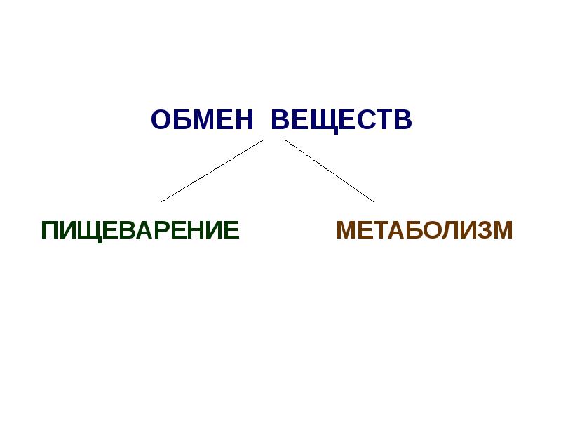 Обмен веществ презентация