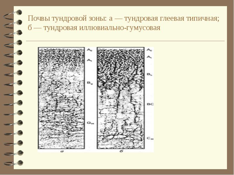 Тундрово глеевые почвы природная зона. Тундрово глеевые почвы схема. Почвенный профиль тундрово глеевых почв. Тундровая глеевая почва схема. А — Тундровая глеевая типичная; б — Тундровая иллювиально-гумусовая.