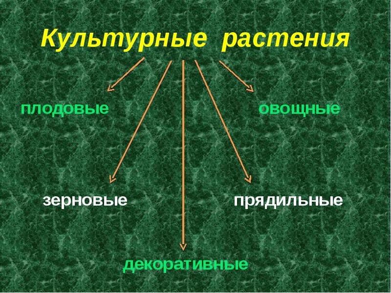 Культурные растения презентация