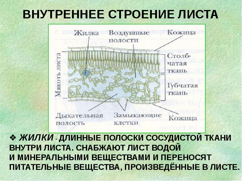 Внутреннее строение листа 6 класс презентация