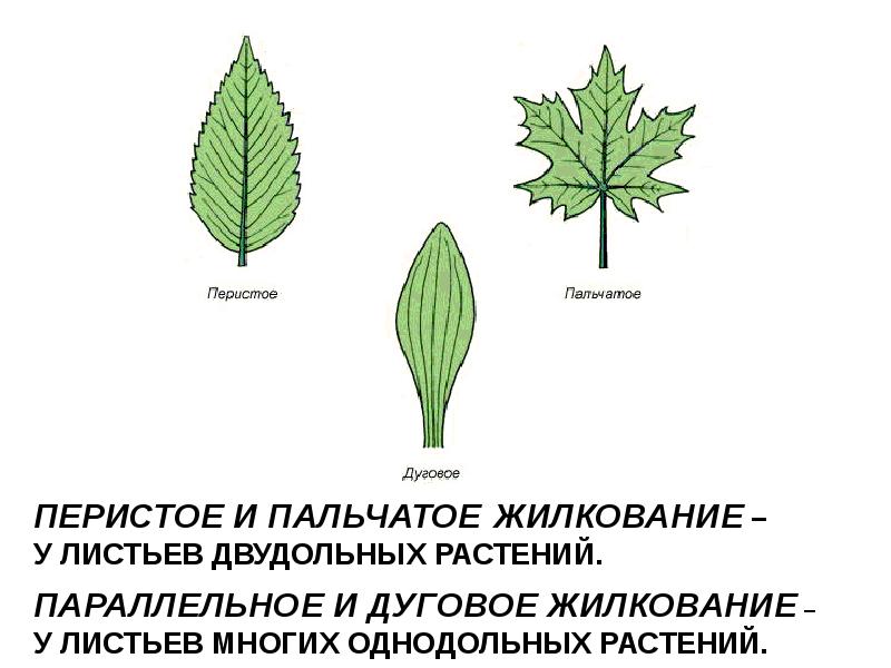 Типы Листьев Фото