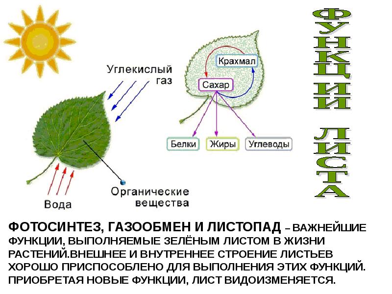 Фотосинтез листа