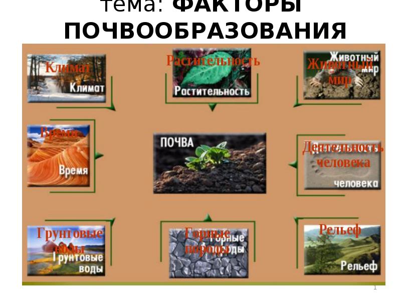 тема: ФАКТОРЫ ПОЧВООБРАЗОВАНИЯ тема: ФАКТОРЫ ПОЧВООБРАЗОВАНИЯ