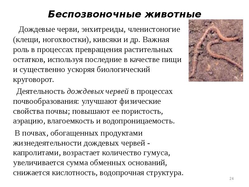 Беспозвоночные животные
Дождевые черви, энхитреиды, членистоногие (клещи, ногохвостки), кивсяки Беспозвоночные животные
Дождевые черви, энхитреиды, членистоногие (клещи, ногохвостки), кивсяки