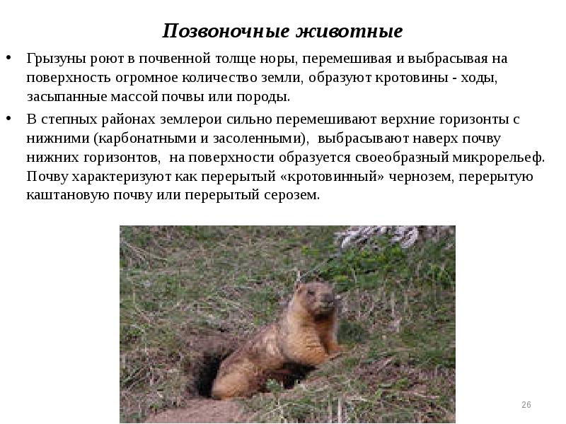 Позвоночные животные
Грызуны роют в почвенной толще норы, перемешивая и выбрасывая Позвоночные животные
Грызуны роют в почвенной толще норы, перемешивая и выбрасывая