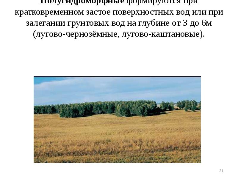 Полугидроморфные формируются при кратковременном застое поверхностных вод или при залегании грунтовых Полугидроморфные формируются при кратковременном застое поверхностных вод или при залегании грунтовых